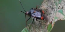 Deraeocoris ruber Linnaeus, 1758