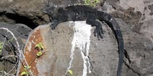 Iguana Marina, Ecuador