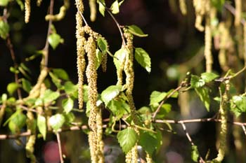 Abedul llorón - Flor (Betula pendula)