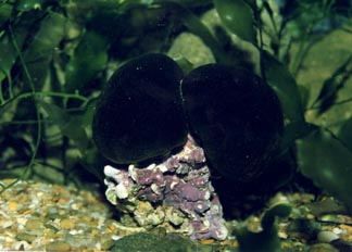 Alga verde (Cloroficea)