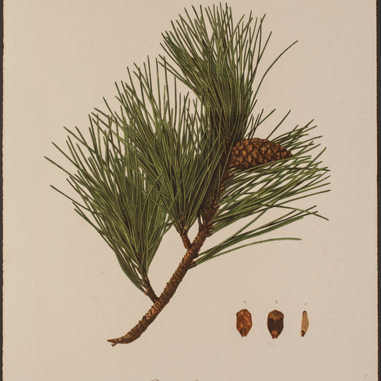 IES_CARDENALCISNEROS_HERBARIO_051