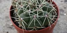 Mammillaria sp