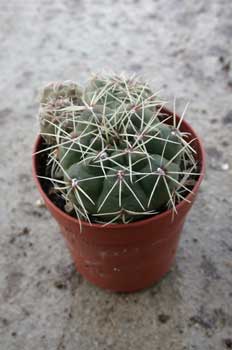 Mammillaria sp