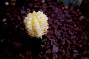 Cactus (Cactaceae de Brasil)