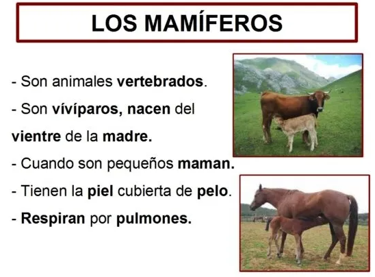 Características Animales Vertebrados.