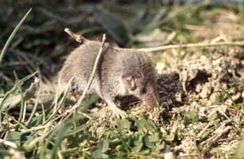 Musarañita (Suncus etruscus)