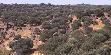 Encina - Bosque (Quercus ilex)