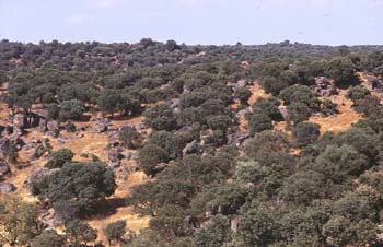 Encina - Bosque (Quercus ilex)