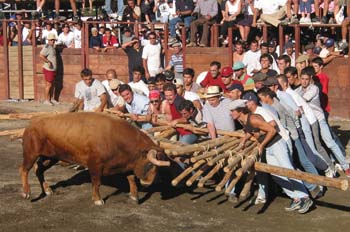 Capea raiana, Concejo de Sabugal, Portugal
