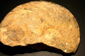 Mimagoniatites bohemicus (Ammonites) Devónico