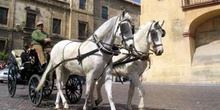 Coche de caballos en el casco histórico de Córdoba, Andalucía