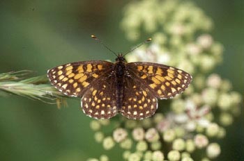 Doncella (Mellicta sp.)