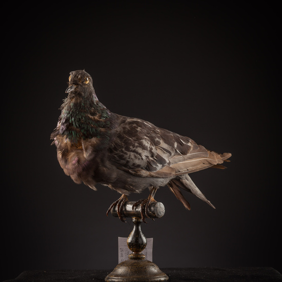 IES_SANISIDRO_BIOLOGIA_368