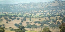 Encina - Bosque (Quercus ilex)