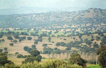 Encina - Bosque (Quercus ilex)