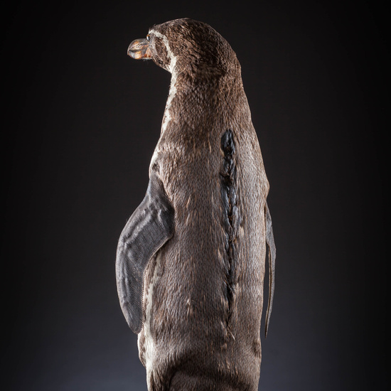 IES_SANISIDRO_MUSEO_Aves_090