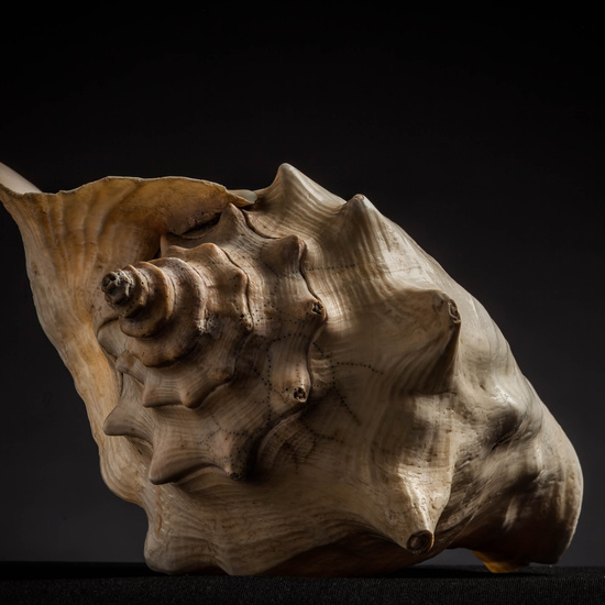 IES_CARDENALCISNEROS_CONCHAS_068