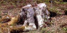Haya - Tocón (Fagus silvatica)