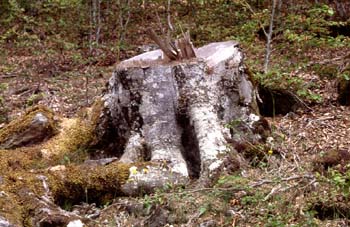 Haya - Tocón (Fagus silvatica)