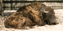 Bisonte (Bison bison)