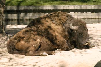 Bisonte (Bison bison)