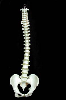 Columna Vertebral y Cadera