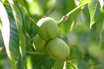 Nogal - Nuez (Juglans regia)