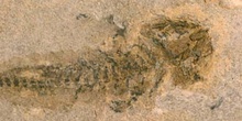 Branchiosaurus petrolei (Anfibio)