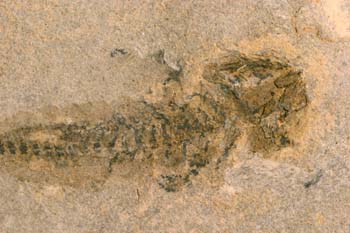 Branchiosaurus petrolei (Anfibio)