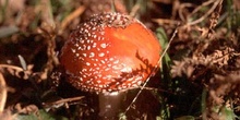 Matamoscas (Amanita muscaria)