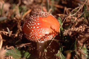 Matamoscas (Amanita muscaria)