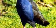 Pájaro Takahe, Nueva Zelanda