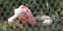 Espátula rosada (Platalea ajaja)