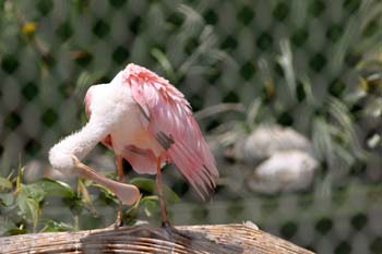 Espátula rosada (Platalea ajaja)