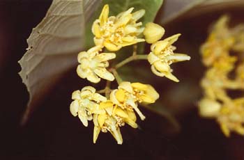 Tilo plateado (Tilia tomentosa)