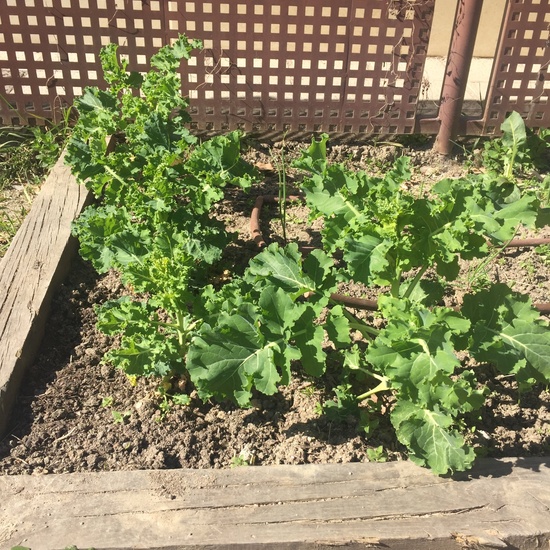 El año hortelano de 4º B 25