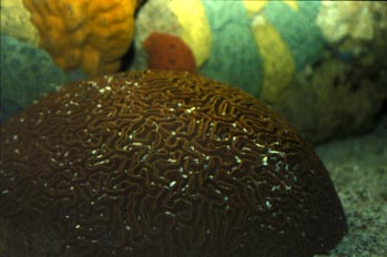 Coral cerebro (Colpophylia sp.)