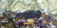 Pastinaca (Potamotrigon sp.)