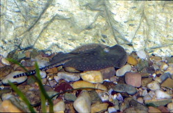 Pastinaca (Potamotrigon sp.)