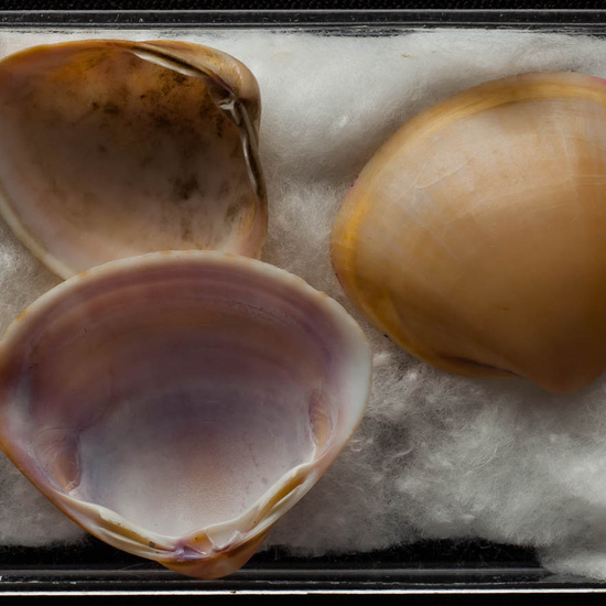 IES_ISABELLACATOLICA_BIOLOGIA_401