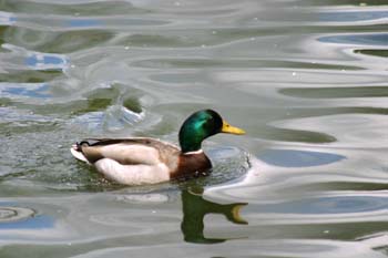 ánade real o Azulón - Macho (Anas platyrhynchos)