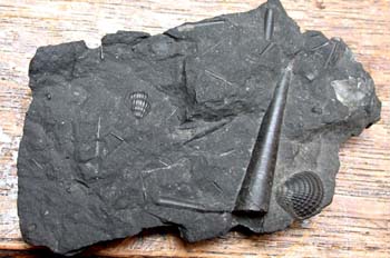 Cardiola interrupta (Bivalvo) Silúrico