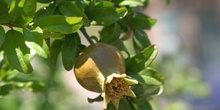 Granado - Fruto (Punica granatum)