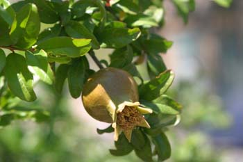 Granado - Fruto (Punica granatum)