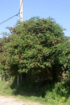 Saúco - Porte (Sambucus nigra)