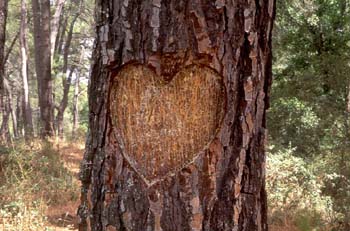 Pino resinero - Tronco (Pinus pinaster)