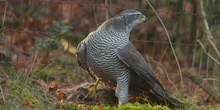 Azor común Accipiter gentilis Linnaeus, 1758
