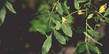 Fresno de hoja estrecha - Hoja (Fraxinus angustifolia)