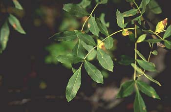 Fresno de hoja estrecha - Hoja (Fraxinus angustifolia)