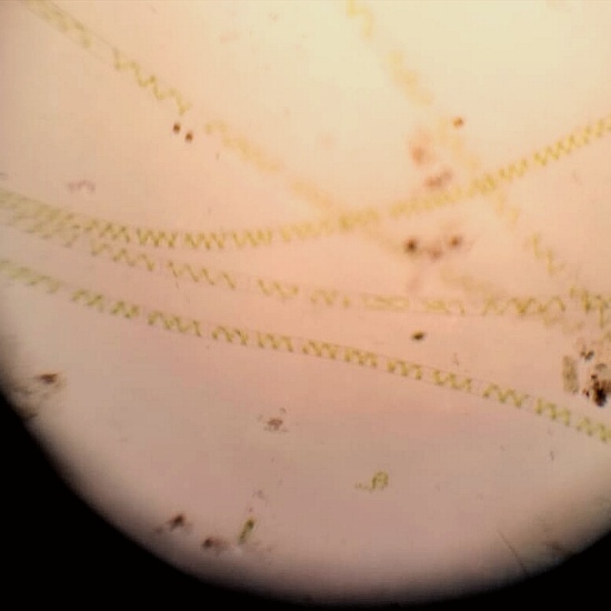 spyrogira (cerva-R-03-01)